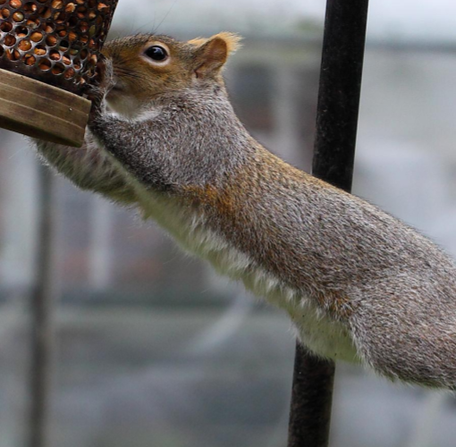Squirrels are one of nature's best little problem solvers