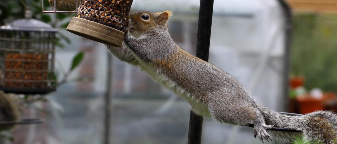 Squirrels are one of nature's best little problem solvers